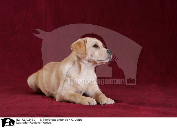 Labrador Retriever Welpe / Labrador Retriever Puppy / KL-02469