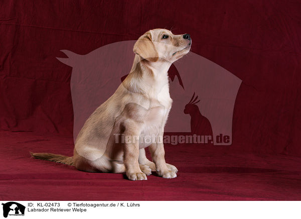 Labrador Retriever Welpe / Labrador Retriever Puppy / KL-02473