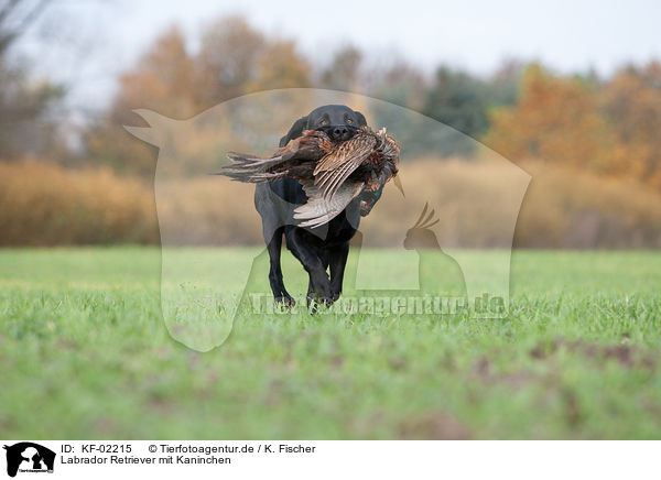 Labrador Retriever mit Kaninchen / KF-02215