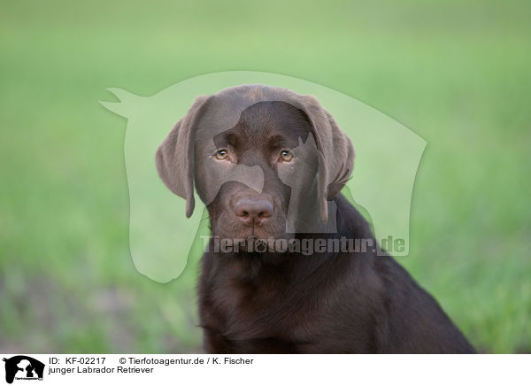 junger Labrador Retriever / young Labrador Retriever / KF-02217