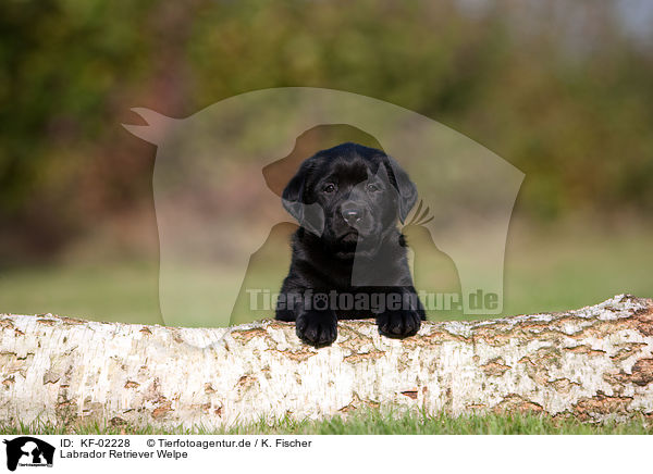 Labrador Retriever Welpe / KF-02228