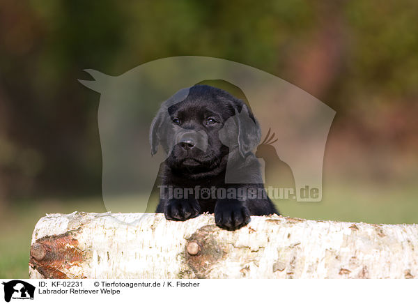 Labrador Retriever Welpe / KF-02231