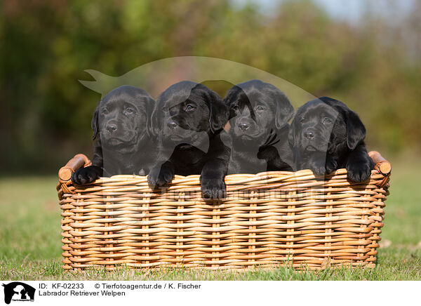 Labrador Retriever Welpen / KF-02233