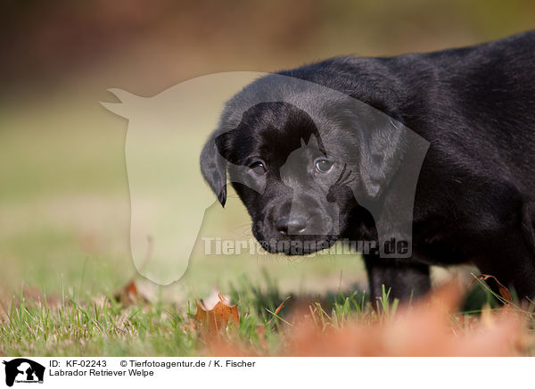 Labrador Retriever Welpe / Labrador Retriever Puppy / KF-02243