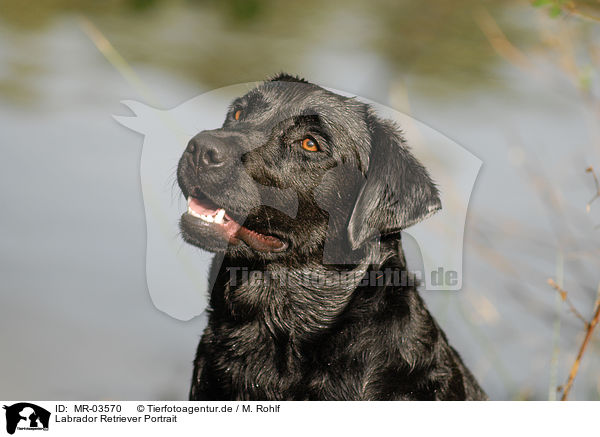 Labrador Retriever Portrait / Labrador Retriever Portrait / MR-03570