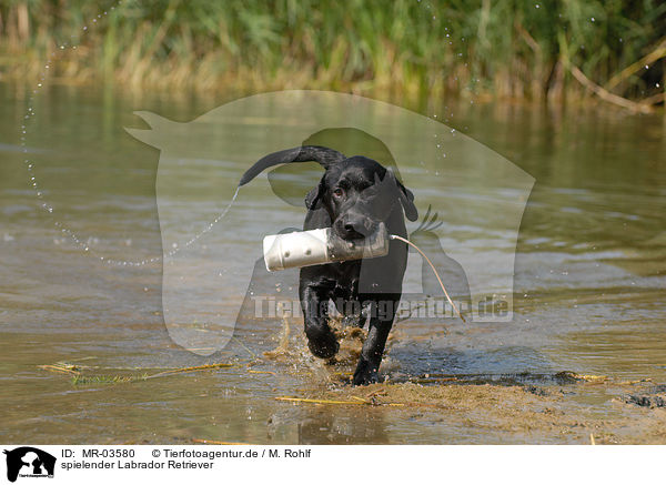 spielender Labrador Retriever / playing Labrador Retriever / MR-03580