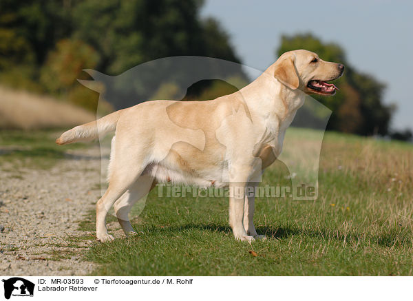 Labrador Retriever / Labrador Retriever / MR-03593