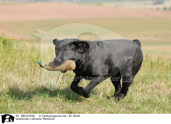 spielender Labrador Retriever / MR-03598