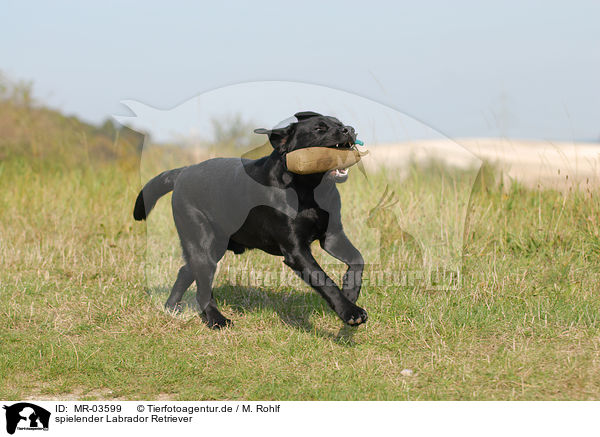 spielender Labrador Retriever / MR-03599