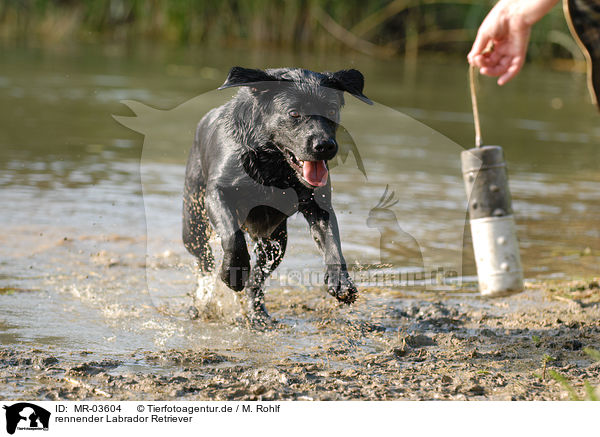rennender Labrador Retriever / MR-03604