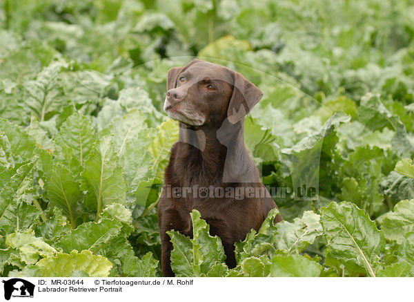Labrador Retriever Portrait / MR-03644