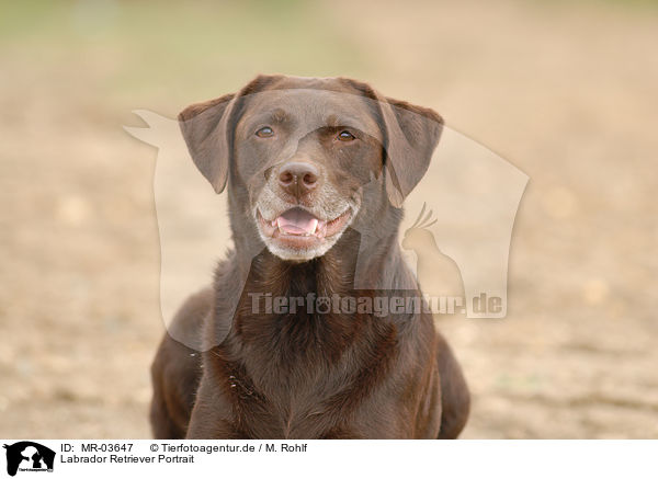 Labrador Retriever Portrait / Labrador Retriever Portrait / MR-03647
