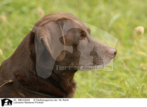 Labrador Retriever Portrait / Labrador Retriever Portrait / MR-03648