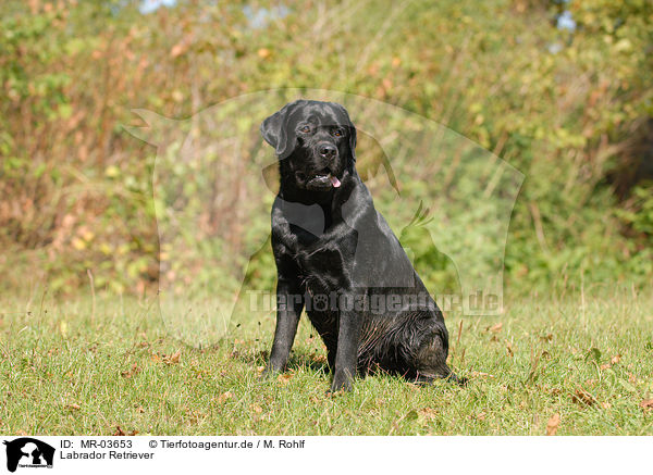 Labrador Retriever / Labrador Retriever / MR-03653