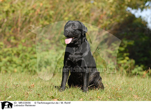 Labrador Retriever / Labrador Retriever / MR-03656