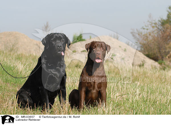 Labrador Retriever / Labrador Retrievers / MR-03657