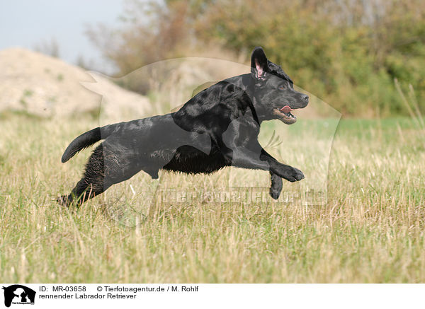 rennender Labrador Retriever / running Labrador Retriever / MR-03658