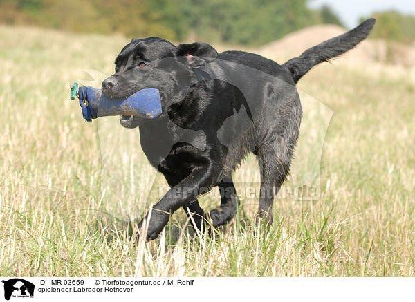 spielender Labrador Retriever / playing Labrador Retriever / MR-03659