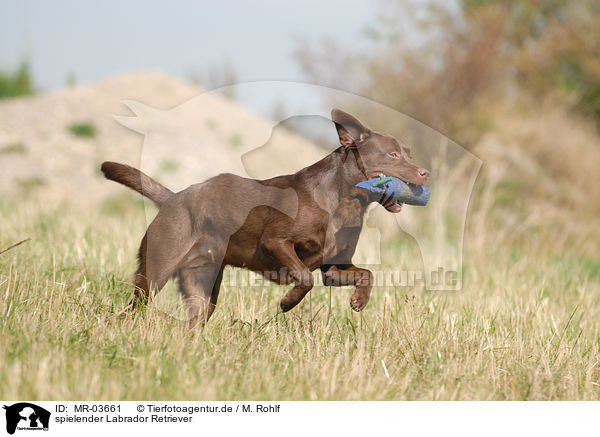 spielender Labrador Retriever / playing Labrador Retriever / MR-03661