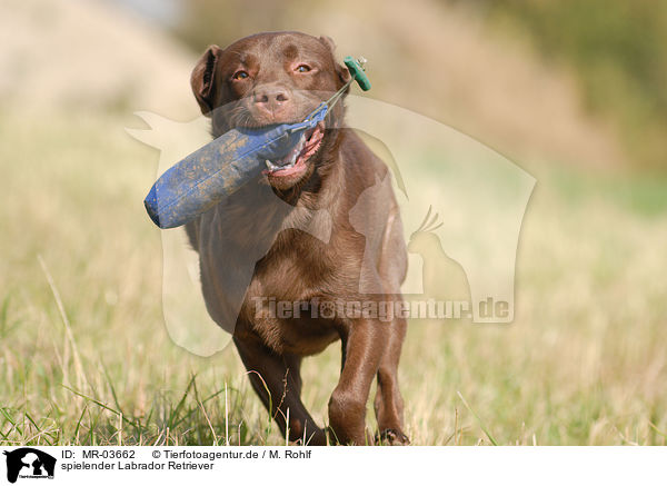 spielender Labrador Retriever / playing Labrador Retriever / MR-03662