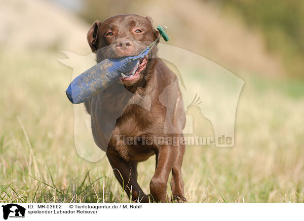 spielender Labrador Retriever / MR-03662