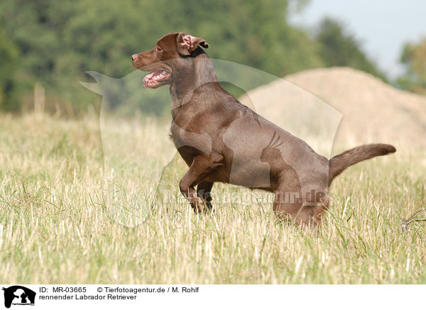 rennender Labrador Retriever / running Labrador Retriever / MR-03665