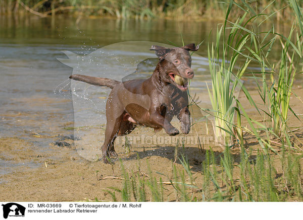 rennender Labrador Retriever / running Labrador Retriever / MR-03669