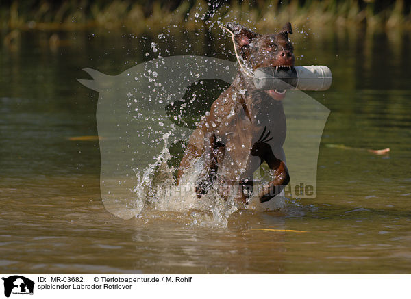 spielender Labrador Retriever / MR-03682
