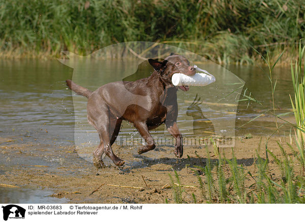 spielender Labrador Retriever / MR-03683