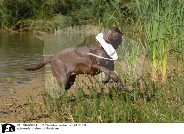 spielender Labrador Retriever / MR-03684