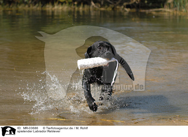 spielender Labrador Retriever / MR-03686