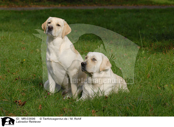 Labrador Retriever / Labrador Retrievers / MR-03696