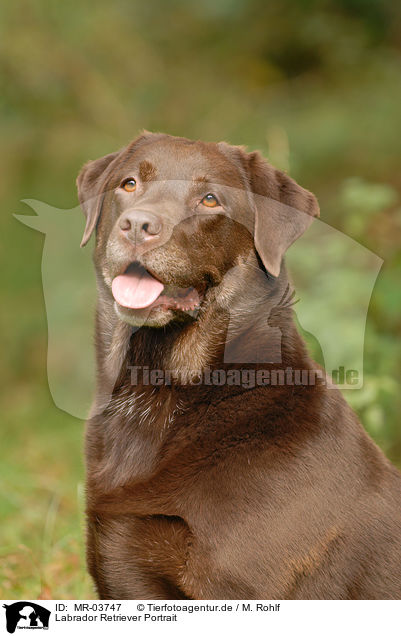 Labrador Retriever Portrait / Labrador Retriever Portrait / MR-03747