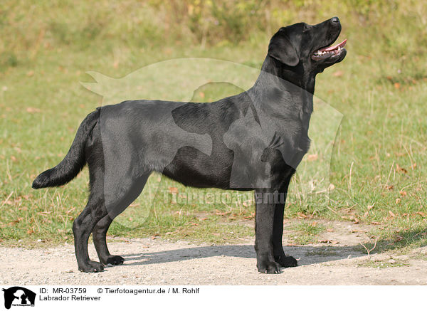 Labrador Retriever / Labrador Retriever / MR-03759