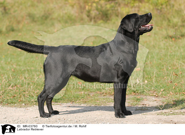Labrador Retriever / Labrador Retriever / MR-03760