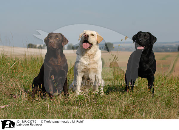 Labrador Retriever / Labrador Retriever / MR-03775