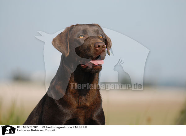 Labrador Retriever Portrait / Labrador Retriever Portrait / MR-03782