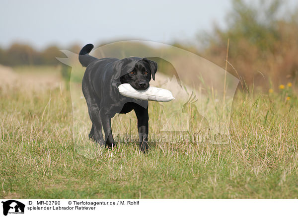 spielender Labrador Retriever / playing Labrador Retriever / MR-03790