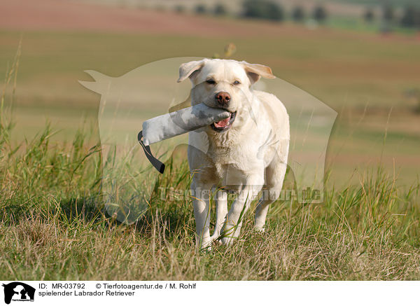 spielender Labrador Retriever / playing Labrador Retriever / MR-03792