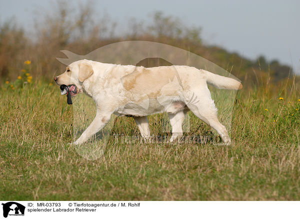 spielender Labrador Retriever / playing Labrador Retriever / MR-03793