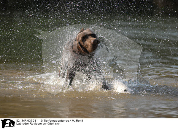 Labrador Retriever schttelt sich / shaking Labrador Retriever / MR-03798