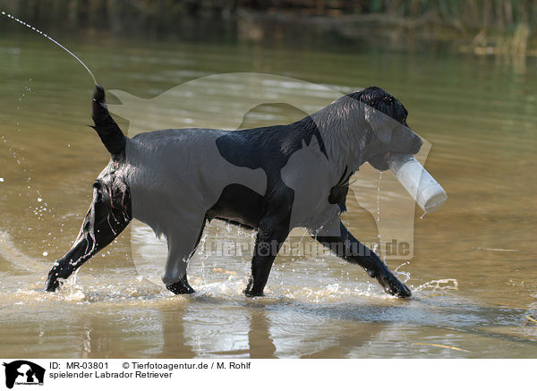 spielender Labrador Retriever / playing Labrador Retriever / MR-03801