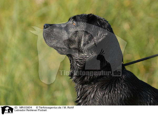 Labrador Retriever Portrait / Labrador Retriever Portrait / MR-03804