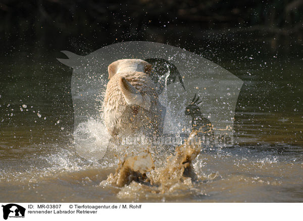 rennender Labrador Retriever / running Labrador Retriever / MR-03807