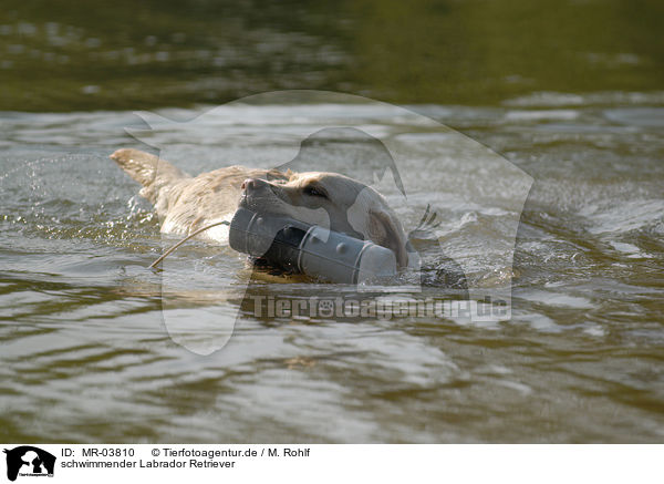 schwimmender Labrador Retriever / swimming Labrador Retriever / MR-03810