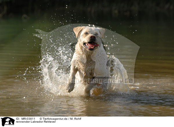 rennender Labrador Retriever / running Labrador Retriever / MR-03811