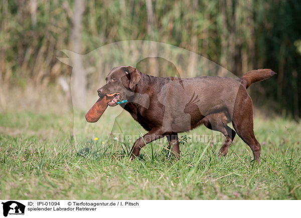 spielender Labrador Retriever / playing Labrador Retriever / IPI-01094