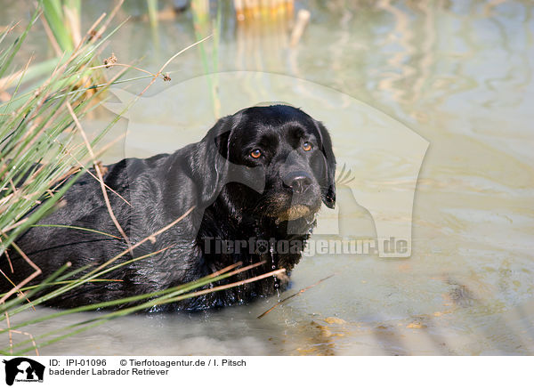 badender Labrador Retriever / bathing Labrador Retriever / IPI-01096