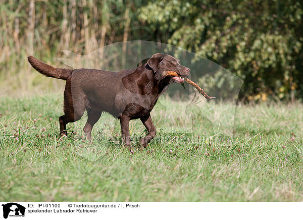 spielender Labrador Retriever / playing Labrador Retriever / IPI-01100