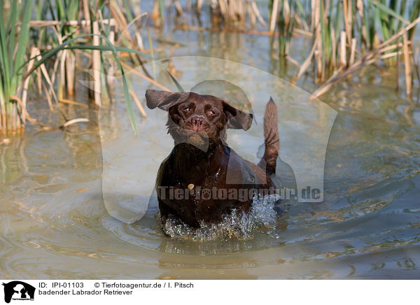 badender Labrador Retriever / bathing Labrador Retriever / IPI-01103